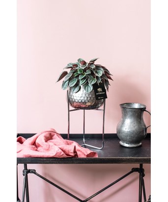 Gümüş Saksıda Silver Peperomia